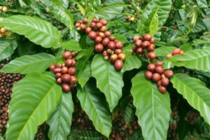 arabica a robusta